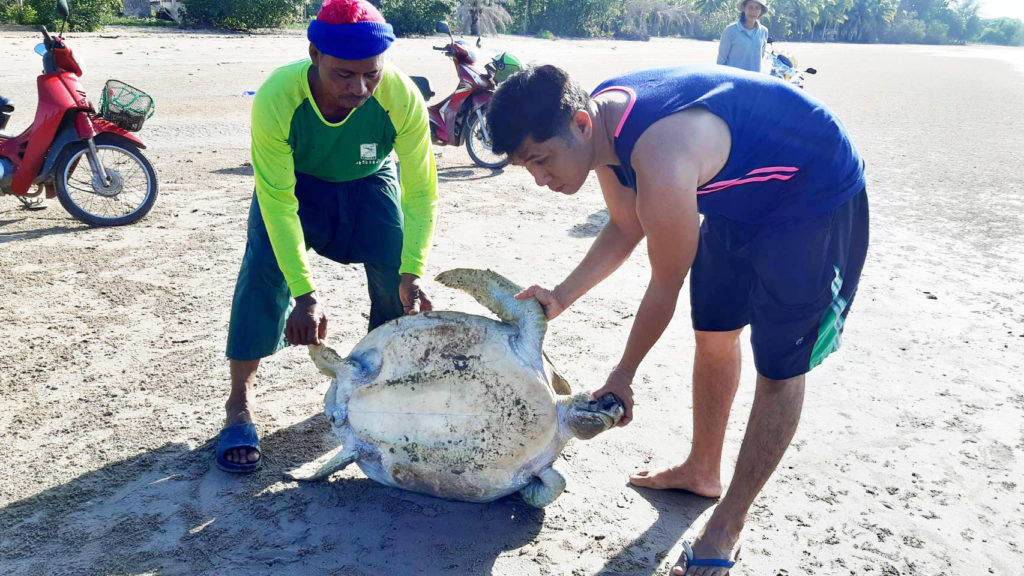 เต่าตนุหนัก65กก.ตายเกยหาดหน้าทับอ่าวบางสน 6