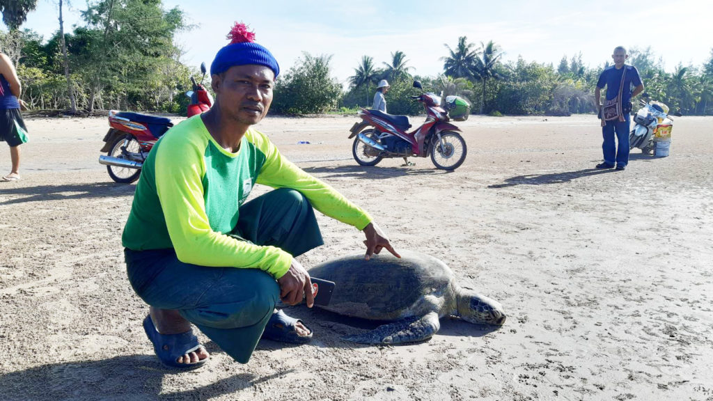 เต่าตนุหนัก65กก.ตายเกยหาดหน้าทับอ่าวบางสน 5