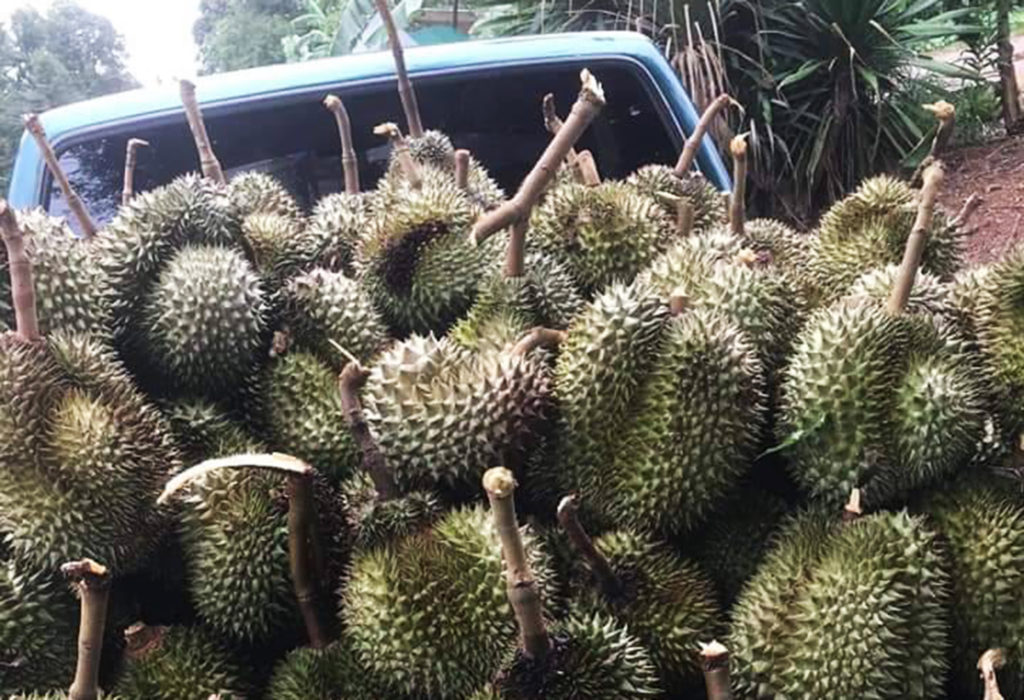 ชาวสวนสะอื้นเจอพายุทุเรียนหล่นเกลื่อนเก็บขายได้แค่กก.5-10บาท 7
