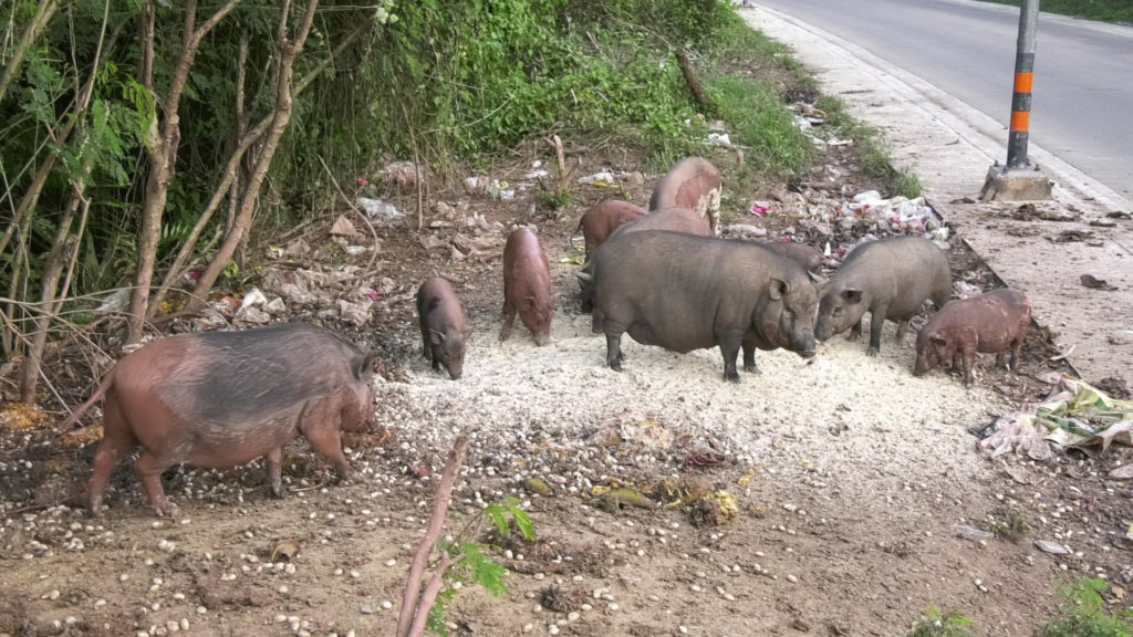 ฝูงหมูป่าสุดเชื่องขวัญใจชาวบ้านนำผักผลไม้ให้กินทุกวัน 4