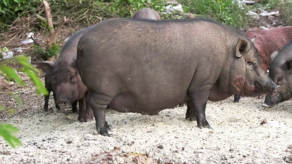 ฝูงหมูป่าสุดเชื่องขวัญใจชาวบ้านนำผักผลไม้ให้กินทุกวัน 2