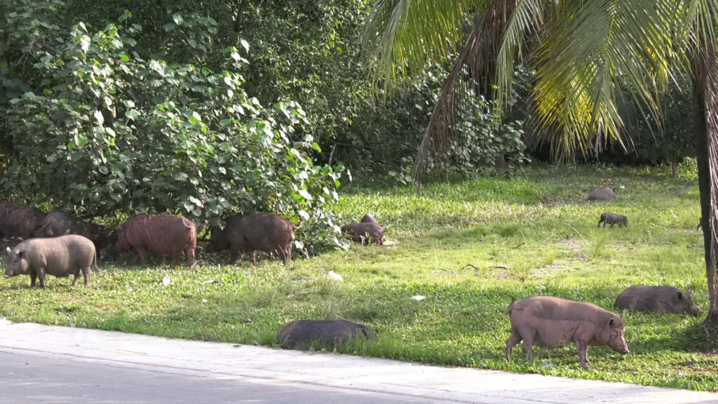 ฝูงหมูป่าสุดเชื่องขวัญใจชาวบ้านนำผักผลไม้ให้กินทุกวัน 18