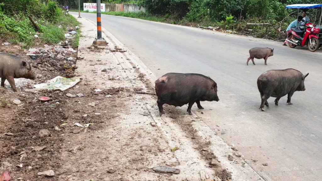 ฝูงหมูป่าสุดเชื่องขวัญใจชาวบ้านนำผักผลไม้ให้กินทุกวัน 7