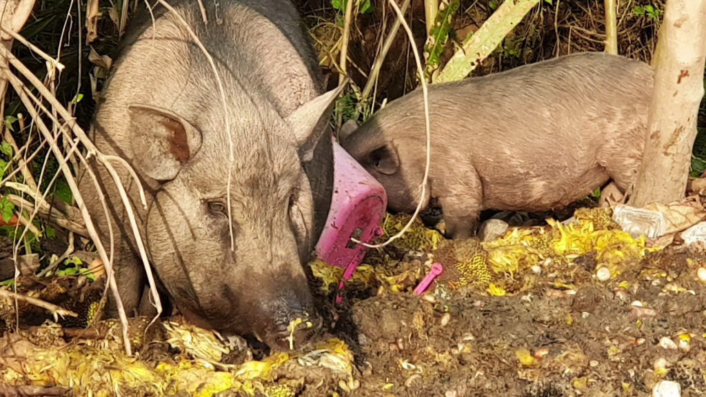 ฝูงหมูป่าสุดเชื่องขวัญใจชาวบ้านนำผักผลไม้ให้กินทุกวัน 14