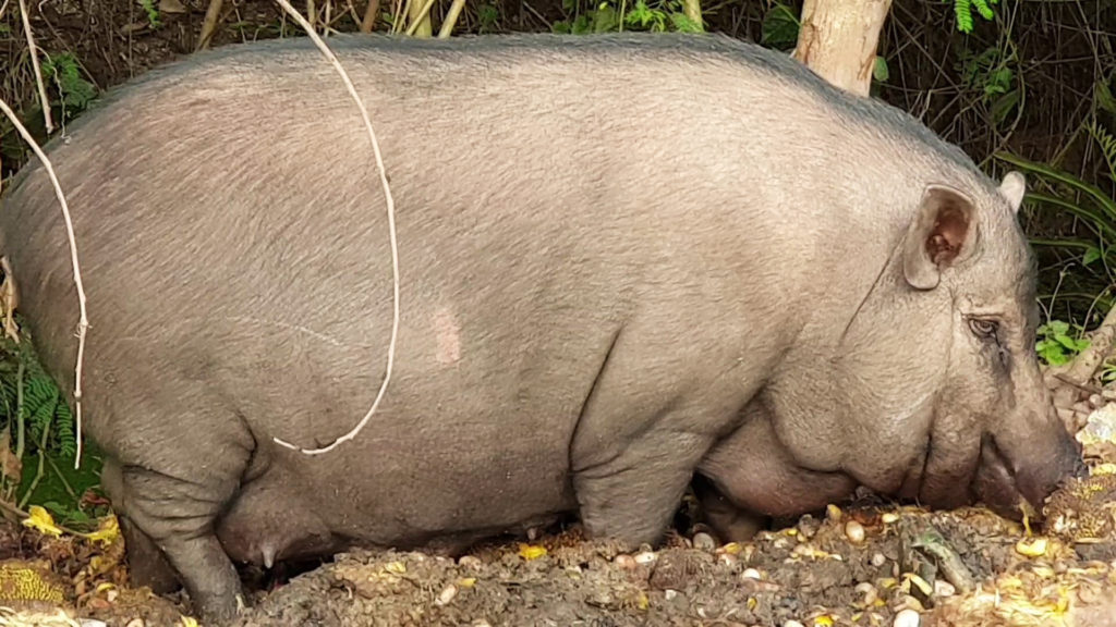 ฝูงหมูป่าสุดเชื่องขวัญใจชาวบ้านนำผักผลไม้ให้กินทุกวัน 6