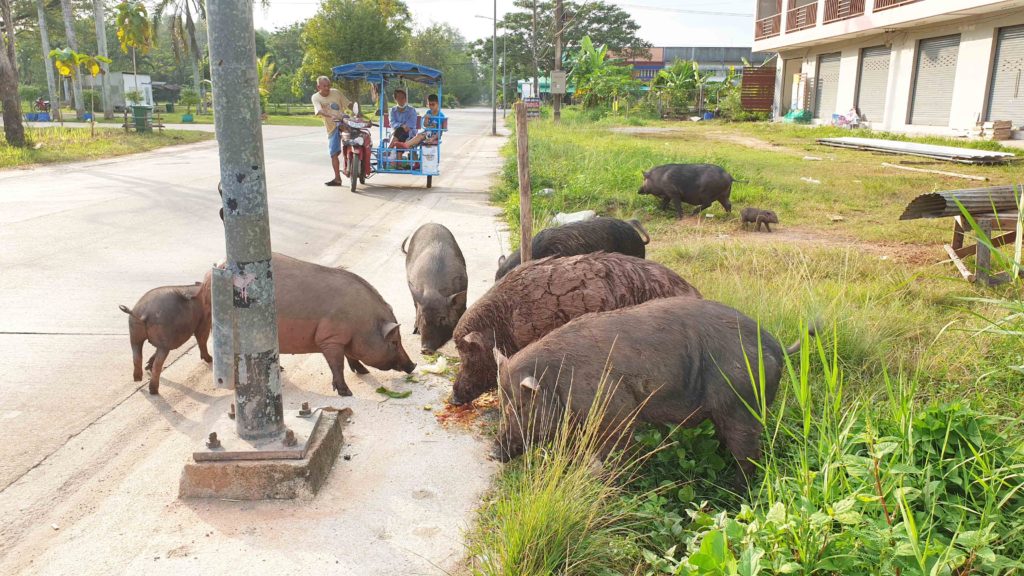 ฝูงหมูป่าสุดเชื่องขวัญใจชาวบ้านนำผักผลไม้ให้กินทุกวัน 5