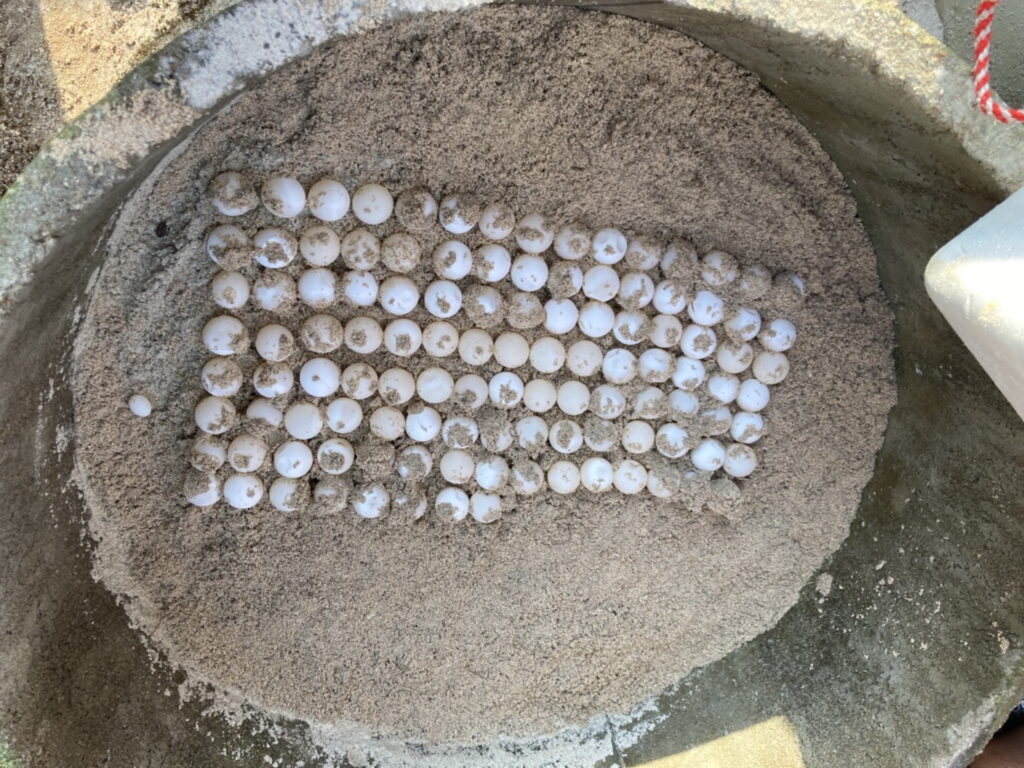 เต่ากระวางไข่114ฟองหาดเกาะทองหลาง 10