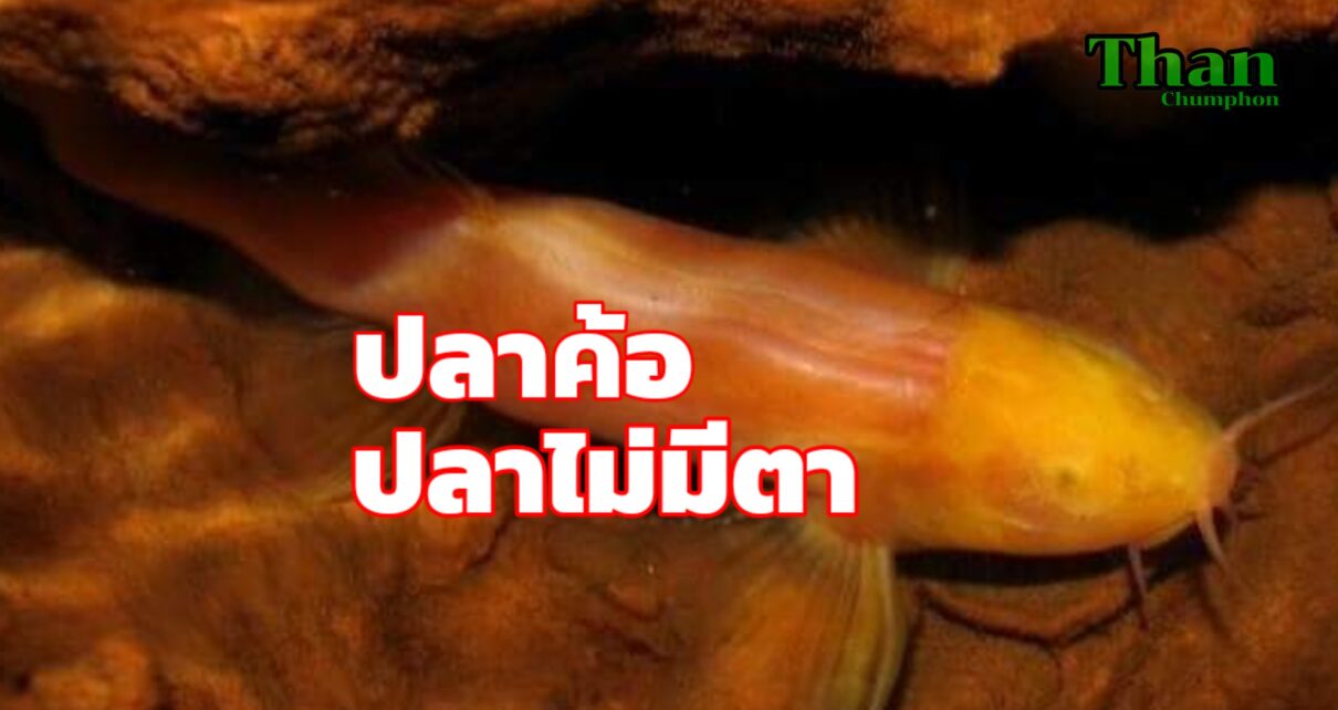 ปลาค้อปลาไม่มีตา