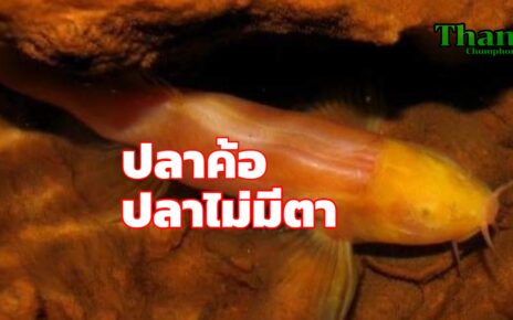 ปลาค้อปลาไม่มีตา