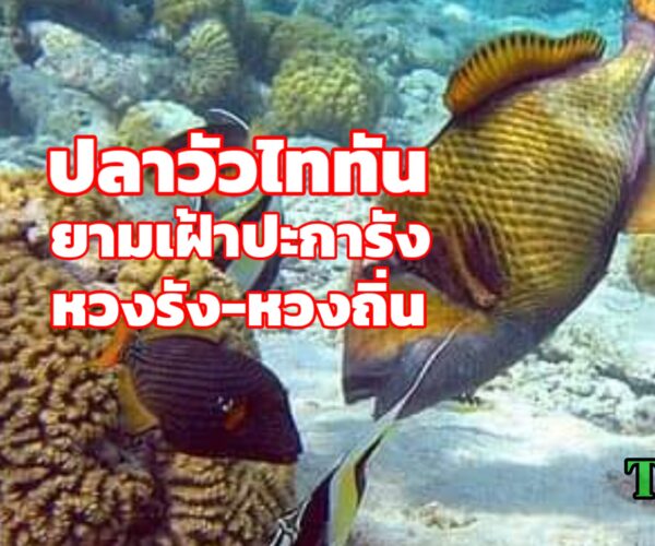 ปลาไททันคือนักอนุรักษ์ปกป้องปะการัง