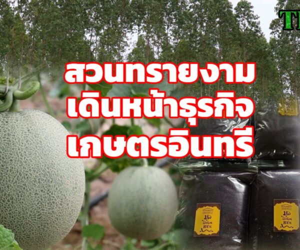 สวนทรายงามมุ่งธุรกิจเกษตรอินทรี