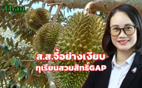 สวมสิทธิGAPชาวสวนทุเรียน
