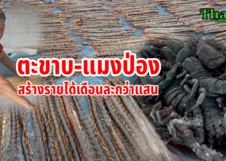 เลี้ยงแมงป่อง ตะขาบ รายได้ดี เดือนละกว่าแสนบาท ขายได้ทั้งในประเทศ และต่างประเทศ นางสัมฤทธิ์ ประตังพาโล หรือ "พี่แต๋ว" อายุ 50 ปี เจ้าของฟาร์มเลี้ยงตะขาบ และแมงป่อง ตั้งอยู่เลขที่ 134 หมู่ 8 บ้านสร้างแก้ว ต.เชียงยืน อ.เชียงยืน จ.มหาสารคาม เมื่อเอ่ยถึงตะขาบและแมงป่อง ซึ่งถือว่าเป็นสัตว์มีพิษ ที่ใครเห็นแล้วต้องขนหัวลุก พองขน กันเลยทีเดียว แต่ที่ฟาร์มเลี้ยงแห่งนี้ ได้นำเอาอสรพิษ สัตว์มีพิษทั้ง 2 ชนิด มาเลี้ยงเป็นอาชีพ สร้างรายได้เดือนละนับแสนบาท มีลูกค้าทั้งในประเทศ และต่างประเทศ เป็นจำนวนมาก นางสัมฤทธิ์ เจ้าของฟาร์มบอกกับทีมงานเราว่า เมื่อก่อนตนเองทำงานที่กรุงเทพฯ แต่เมื่อประมาณ 3 ปี ที่ผ่านมา ได้กลับบ้าน เพื่อมาดูแลแม่ที่อายุมาก และก็คิดว่าจะต้องหาอะไรทำให้มีรายได้ เลี้ยงครอบครัว แรกๆก็เลี้ยงจิ้งหรีด แต่พอเลี้ยงไปเลี้ยงมา ราคากลับไม่ค่อยดี ต้นทุนค่าใช้จ่ายก็สูง เลยไปศึกษาหาข้อมูลเพิ่มว่า มีแมลงอะไรบ้างที่ขายได้ราคาดี ก็ไปเจอว่ามีแมงป่องช้าง หรือที่คนอีสานเรียก "แมงเงา" กับ "ตะขาบ" ที่ท้องตลาดมีราคาดี และมีคนทำกันน้อยมาก จากนั้น จึงหันมาเริ่มเลี้ยงแมงป่องกับตะขาบ โดยเอาจิ้งหรีดที่เราเลี้ยงไว้อยู่แล้ว มาเป็นอาหารให้กับตะขาบและแมงป่อง เพราะเห็นว่าในหมู่บ้านนั้น ได้มีชาวบ้านออกไปขุดหาแมงป่องและตะขาบ มาเป็นอาหาร กินกันเกือบทุกครัวเรือนอยู่แล้ว จึงได้ใช้ที่บ้าน ตั้งเป็นจุดรับซื้อ ทั้งตะขาบและแมงป่อง เมื่อชาวบ้านรู้ ก็เริ่มหันมาหาตะขาบ และแมงป่องขายให้ ซึ่งรับซื้อในราคากิโลกรัมละ 450 บาท นางสัมฤทธิ์เจ้าของฟาร์ม ได้เล่าย้อนถึงที่มาของจุดเริ่มต้นว่า ช่วงเริ่มแรก หลังรับซื้อแมงป่อง จากชาวบ้าน ก็ได้ทำบ่อเลี้ยง เพื่อให้ได้ขนาดตัว ตามที่ตลาดต้องการ ต่อมาก็เริ่มโพสต์ขาย ในสื่อออนไลน์ พอมีคนเห็นก็สั่งซื้อเข้ามาขึ้นเรื่อย ๆ ช่วงแรกๆ แมงป่องขายเป็นตัว ราคาตัวละ 20 บาท และส่งให้กับร้านขายแมลงทอด และยังมีลูกค้าที่ติดต่อมาจากประเทศเกาหลี และประเทศจีน ได้สั่งซื้อเข้ามาอีกด้วย ส่วนตะขาบ ก็เช่นเดียวกัน รับซื้อ จากชาวบ้าน ที่ไปหาจับ ตามทุ่งนา จะรับซื้อตาม ขนาดตัว เป็นนิ้ว เริ่มจากตัวที่ ได้ขนาด ประมาณ 5 นิ้ว จะซื้อตัวละ 10 บาท ขนาน 6 นิ้ว ก็ตัวละ 20 บาท ขนาด 7-8 นิ้ว ก็ซื้อตัวละ 30 บาท โดยเริ่มแรก เริ่มจากการเลี้ยง ใส่ไว้ขวดพลาสติก หลังจากมีจำนวนมาก ทั้งตะขาบและแมงป่อง ก็กั้นทำเป็นบ่อเลี้ยง แยกกัน โดยใช้ แผงกระดาษใส่ไข่ มากองทับซ้อนกัน ไว้ในบ่อเลี้ยง เพื่อให้ตะขาบและแมงป่อง ได้อยู่อาศัย ทำรังซ่อนตัว และมันก็จะไม่กัดกันด้วย ตอนนี้ก็มีอยู่รวมกันประมาณ 1 พันตัว เฉลี่ยรายได้ เฉพาะจากการขายตะขาบ เพียงอย่างเดียว ก็ประมาณเดือนละกว่า 30,000 บาท การขายก็มีหลายวิธี เช่น ตากแห้งส่งขายประเทศจีน ต้มแช่แข็ง และน็อกน้ำแข็งแช่ฟรีซ จะขายราคาตัวละ 100 บาท แต่ถ้าลอกเอาคราบออก เหลือแต่เนื้อ จะขายกิโลกรัมละ 10,000 บาท ลูกค้าบางรายจะมาซื้อตัวเป็นๆ เพื่อเอาไปทำอาหารสดๆ นอกจากนั้น ก็ยังมีคนมาสั่งซื้อ นำไปสต๊าฟ โชว์ และมาสั่งเอาไปขายต่อ ที่ตลาดจัตุจักร เพื่อนำไปเป็นสัตว์เลี้ยง ประเภทแปลก สวยงาม สำหรับอาชีพ เลี้ยงตะขาบ และแมงป่องช้าง ตอนนี้ ยังมีคนเลี้ยง น้อยมาก ทำให้อนาคต ตลาดยังไปได้อีกไกล ต้นทุนในการเลี้ยง ก็มีไม่มาก ส่วนอาหาร ที่ให้ตะขาบ กับแมงป่อง ก็เป็นจิ้งหรีด ที่เลี้ยงเอง และส่วนหนึ่ง ก็ขายให้กับ ร้านทอดแมลงด้วย จึงเป็นรายได้ เพิ่มมาอีกทาง เรียกว่าอาชีพ เลี้ยงตะขาบและแมงป่อง ความเสี่ยงมีน้อย แต่รายได้ดี รวมๆ รายได้ทั้งหมด มากกว่า 1 แสนบาท ต่อเดือนเลยทีเดียว ถ้าท่านใดสนใจ ต้องการสั่งซื้อ หรือขอความรู้ ก็ติดต่อได้ที่ พี่แต๋ว โทร 095 254 2114