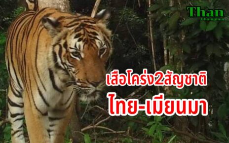 เสื้อโคร่ง2สัญชาติไทย-เมียนมา
