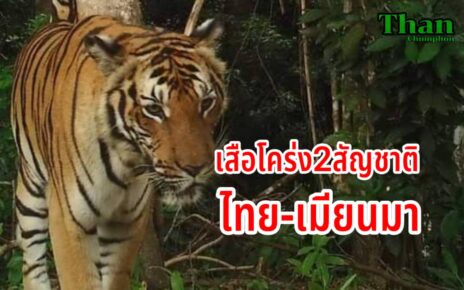 เสื้อโคร่ง2สัญชาติไทย-เมียนมา