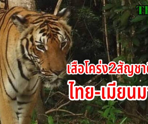 เสื้อโคร่ง2สัญชาติไทย-เมียนมา