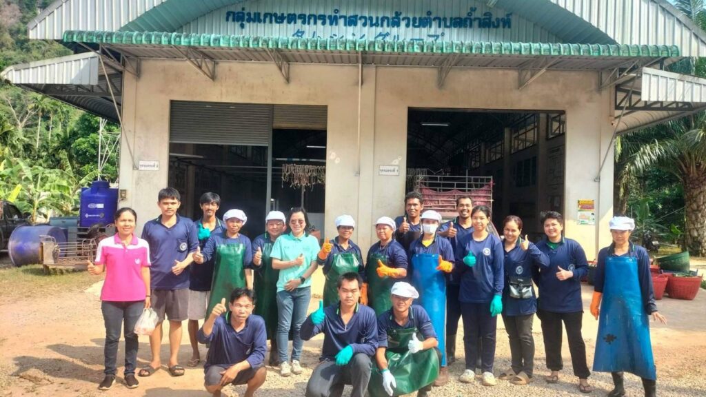 กล้วยหอมทองถ้ำสิงห์ส่งญี่ปุ่น 11