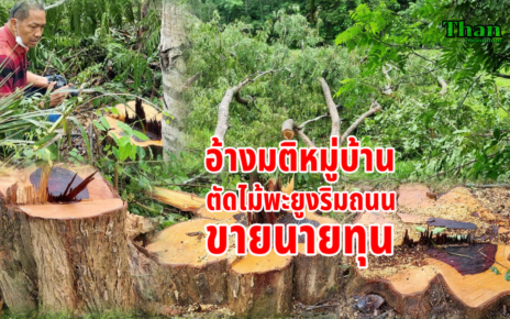 ตัดไม้พะยูงริมถนนขาย