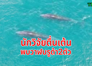 พบวาฬบรูด้า2ตัวน่านน้ำชุมพร