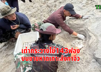 พบเต่าวางไข่เกาะลังกาจิว