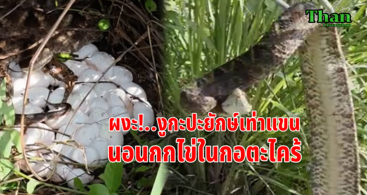 ผงะงูกะปะยักษ์กกไข่กอตะไคร้