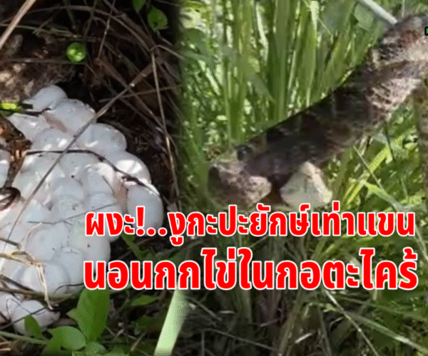ผงะงูกะปะยักษ์กกไข่กอตะไคร้