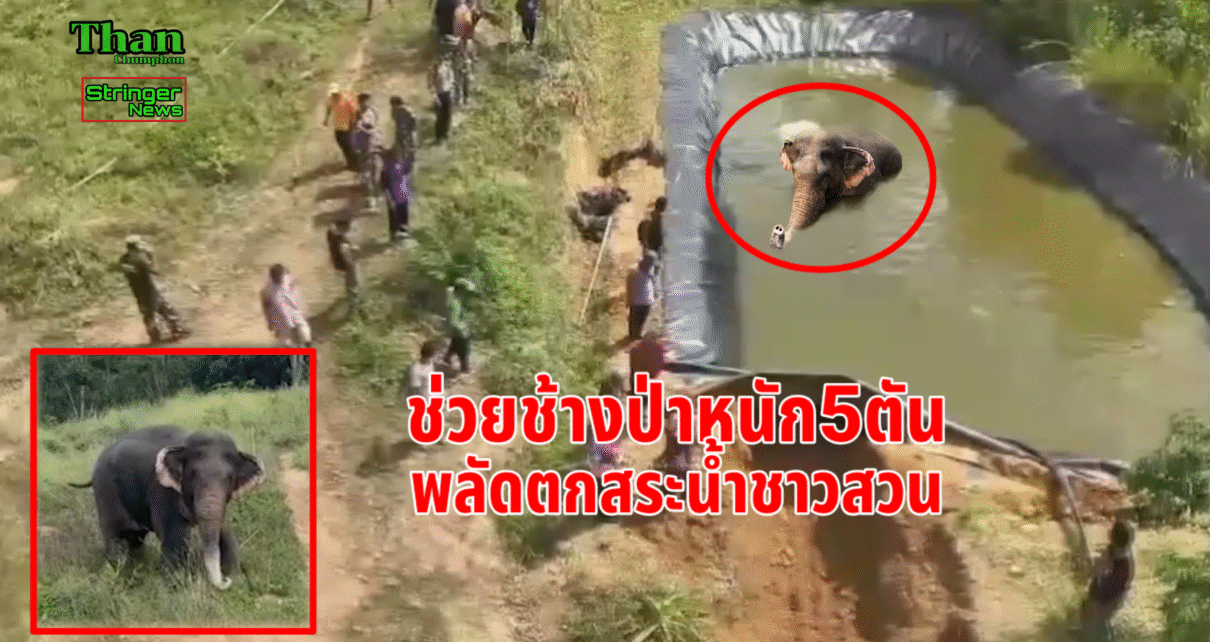 ช่วยช้างป่าพลัดตกสระน้ำ.