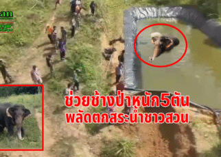 ช่วยช้างป่าพลัดตกสระน้ำ.