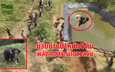 ช่วยช้างป่าพลัดตกสระน้ำ.