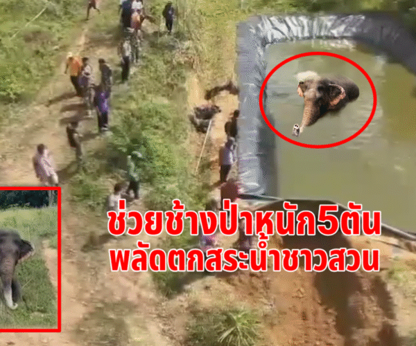 ช่วยช้างป่าพลัดตกสระน้ำ.