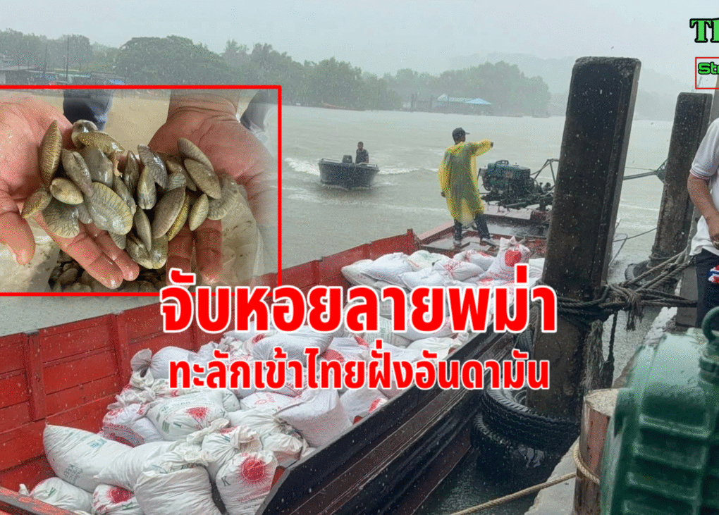 จับหอยลายพม่า