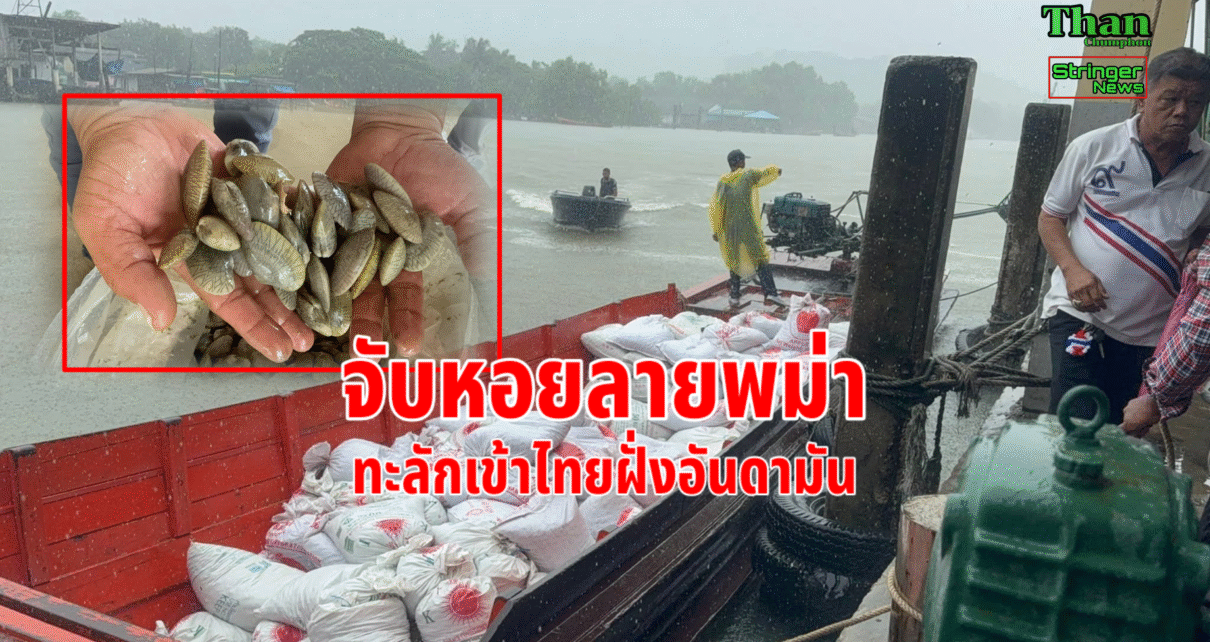 จับหอยลายพม่า