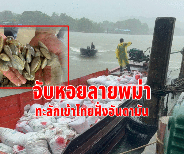 จับหอยลายพม่า