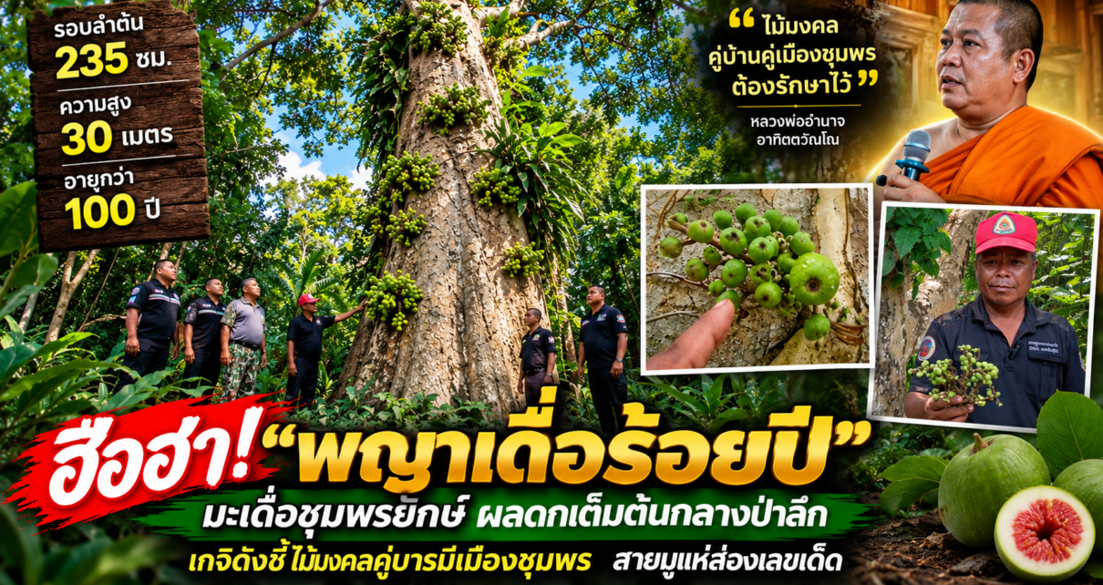 ฮือฮา!“เดื่อชุมพรร้อยปี” 1