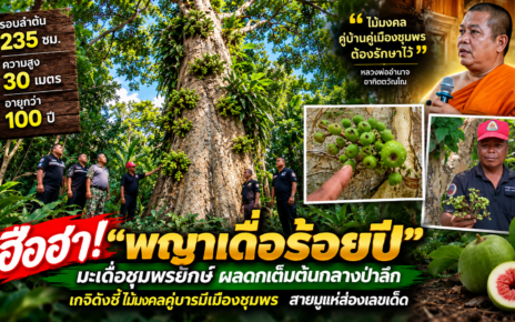 ฮือฮา!“เดื่อชุมพรร้อยปี” 30